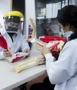 Two students analyzing a model of some part of the human body.
