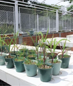 Plano general en espacio abierto donde se ven los mesones con las plantas del invernadero