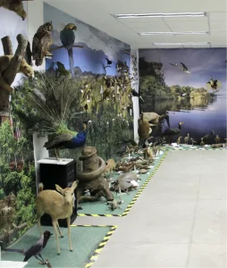 Foto en plano general donde se aprecia una de las colecciones del museo