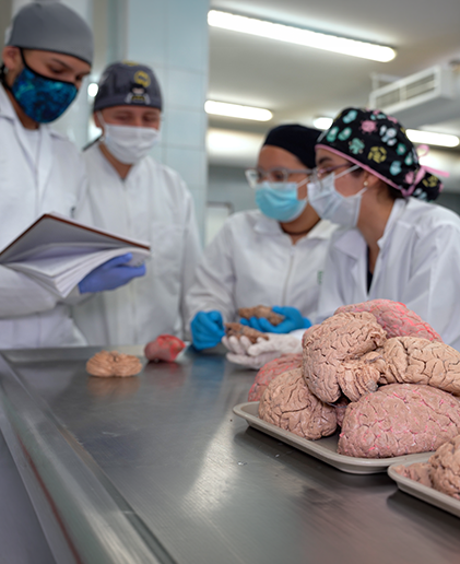 Students in a human anatomy class