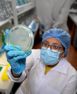 Estudiante observando una muestra de microorganismos